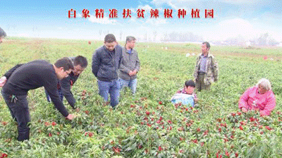 聚焦兩會：白象食品嚴守產(chǎn)品質(zhì)量，積極創(chuàng)新研發(fā)，助力鄉(xiāng)村振興